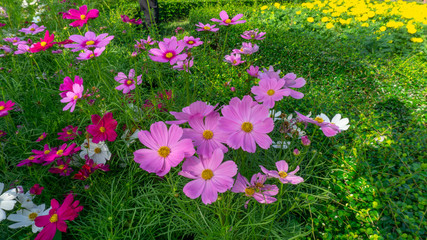 Fiels of beautiful Pink, violet and White Cosmos hybrid blooming on green leaves of bush, yellow petals of marigold on background