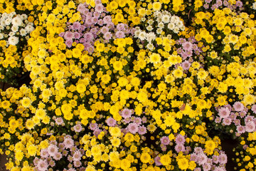 Yellow and purple petals of Chrysanths flowering blooming on small bud and green leaves, know as Mums , an annual plant in Asteraceae family