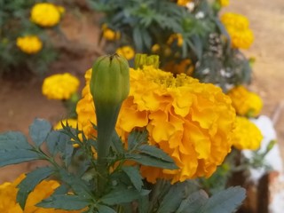 Marigold yellow
