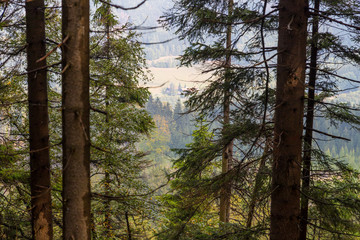Pine forest in the mountains and valley far below