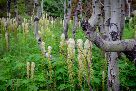 Forests And Flowers Of Glacier National Park