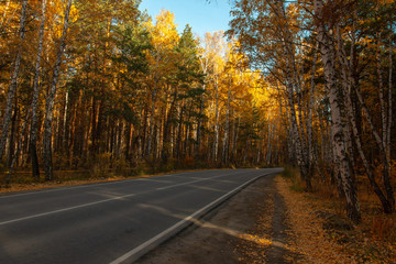 Naklejka na ściany i meble highway in the autumn forest