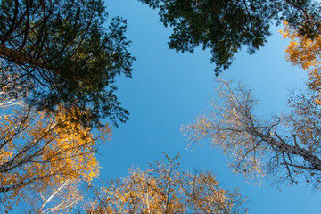 blue sky through the crowns of trees