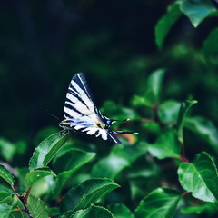 butterfly on leaf