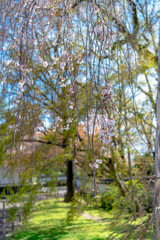 醍醐寺の枝垂桜