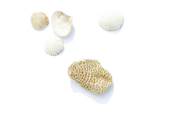 sea shell isolated on white background. Top view. isolate with shadows