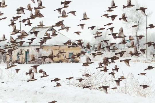 Flock Of Sparrows Flying Against The Background Of The Village