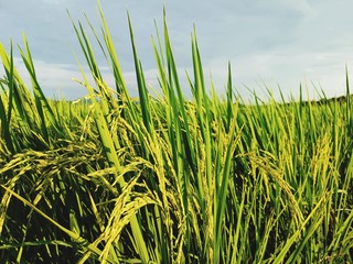grass on a background of blue sky