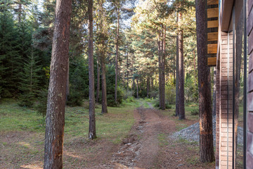 Forest  path near a house located in a coniferous forest in the mountainous part of Georgia