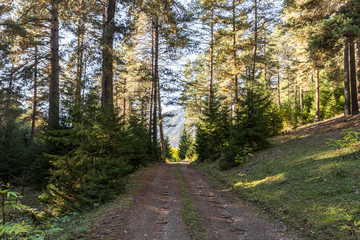 Fototapeta premium Forest path in the coniferous forest and mountains visible in the gap between the trees in the mountainous part of Georgia