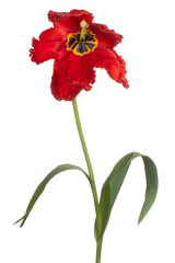 tulip flower isolated