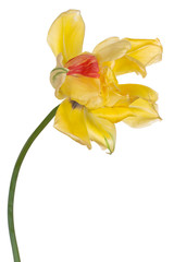 Naklejka na ściany i meble tulip flower isolated