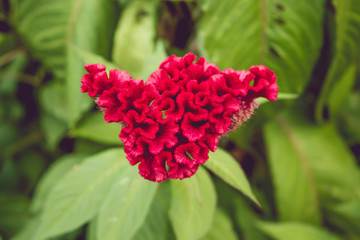 Cockscomb flower.