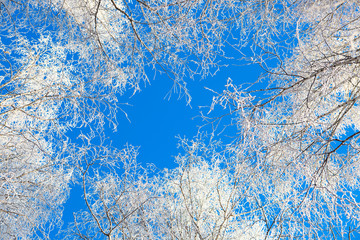 Frozen birch close-up against the blue sky Branches covered with snow Nature winter landscape