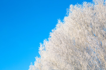Birch tree covered with hoarfrost on blue sky background Branches covered with snow Nature winter...