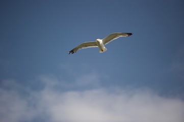 Gaviota volando