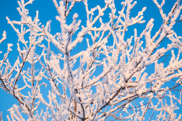 Rimed branch of a tree against the sky Branches covered with snow Nature winter landscape