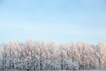 Snow covered trees against a blue sky. Winter landscape Branches covered with snow Nature winter landscape