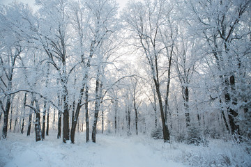 Photo of branches covered in ice after an ice storm Branches covered with snow Nature winter landscape