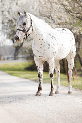 Leopard Appaloosa 