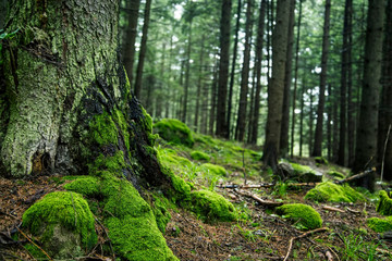 Green forest with old trunk and moss - Powered by Adobe