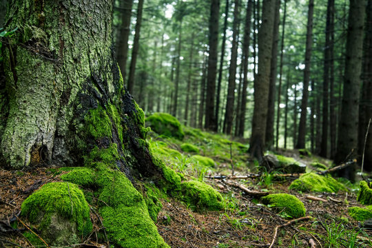 Green forest with old trunk and moss