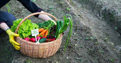 Farmer hands with fresh organic vegetables basket, local farmers market concept, healthy local produced food