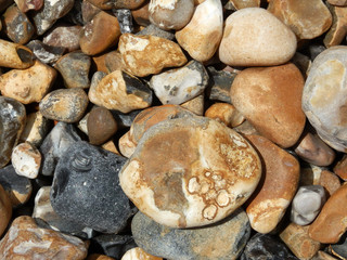 pebbles and shells on the seashore OLYMPUS DIGITAL CAMERA