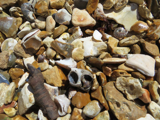 pebbles and shells at low tide on the seashore