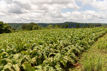 Small smoke leaf plantation for industrial use-12.NEF9