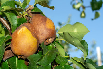 Sick pear tree in the garden. Rotten yellow pear fruit close-up macro