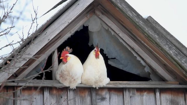 two white roosters are hiding from the frost in an abandoned barn