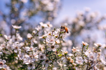 Honey bee on New Zealand Manuka flower