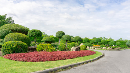 Obraz premium Topiary garden style, hedge round shape of bush and shrub, decoration with colorful flowering plant blooming, Philippine tea plant on green grass lawn in a good care landscapes 