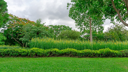 Greenery garden with geometric shape of bush and shrub, decoration flowering plant blooming on green grass lawn, trees on background under clouds blue sky, in a good care landscapes of public park