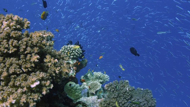 POV Approaching a Pristine part of great barrier reef. Shot with a RED Camera. Slow Motion.