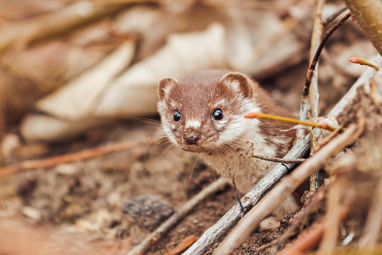 weasel with a soapy face peeks out from under the fallen leaves