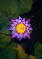Sarnath, Uttar Pradesh / India - November, 2019 purple lotus flower top angle of view