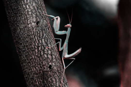 Sphodromantis viridis is a species of praying mantis that is kept all over the world as a pet. Common names include African grasshoppers, giant African grasshoppers, and bush locusts.