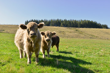 Deux jeunes taureaux de race écossaise Galloway, département de la Haute-Loire en région...