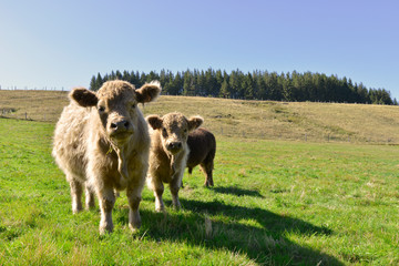 Deux jeunes taureaux de race écossaise Galloway, département de la Haute-Loire en région Auvergne-Rhône-Alpes, France