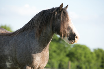 Obraz na płótnie Canvas Gypsy Horse Headshot