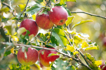 Red ripe apples on a branch in the garden. Nature background