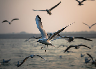 Varanasi, Uttar Pradesh / India - November, 2019