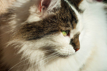 white cat with dark spots on a white background. Gentle sunny photo