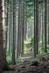 Obraz premium Wandern im Schwarzwald