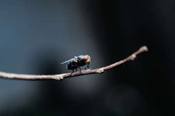 Chrysomya megacephala, better known as oriental latrine flies, is a member of the Calliphoridae family (flies). This is a warm weather fly with a body like a turquoise metallic box.