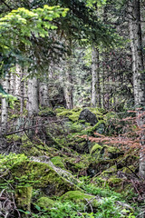 Obraz premium Blick in den Wald