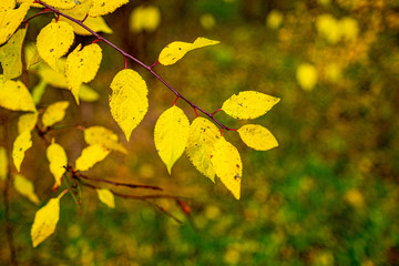 yellow autumn leaves