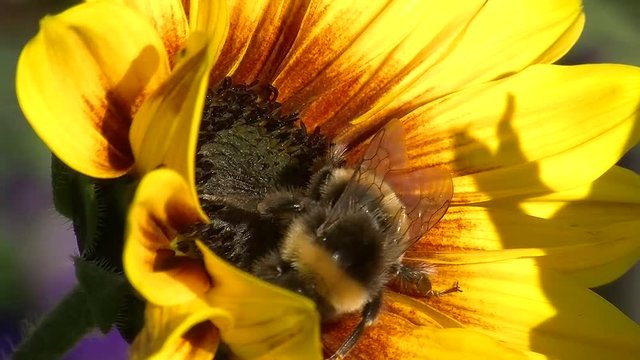 Die Hummel holt den letzten Nektar von der Sonnenblume (Gro&szlig;aufnahme)